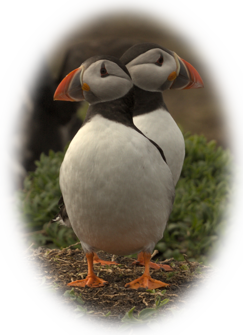puffins on the farne islands